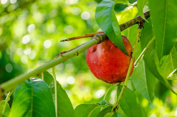 Organically Produced Nectarine Fruits Tree Close View Ripe Unpicked Organically — Foto de Stock