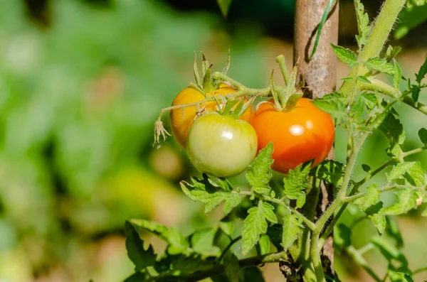 Red Green Organic Cherry Tomatoes Growing Tomato Vine Garden Awaiting — Foto de Stock
