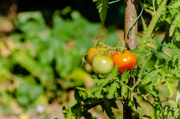 Red Green Organic Cherry Tomatoes Growing Tomato Vine Garden Awaiting — Foto de Stock