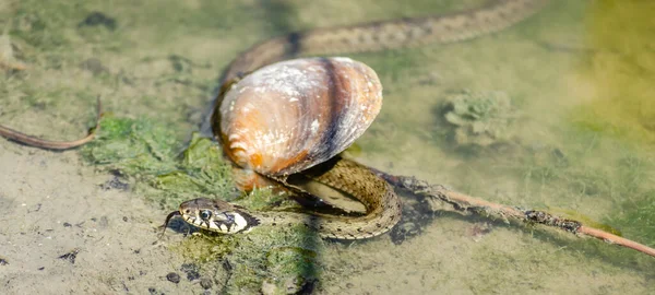 Grass Snake Its Natural Environment Grass Snake Swims Swamp Water — Fotografia de Stock