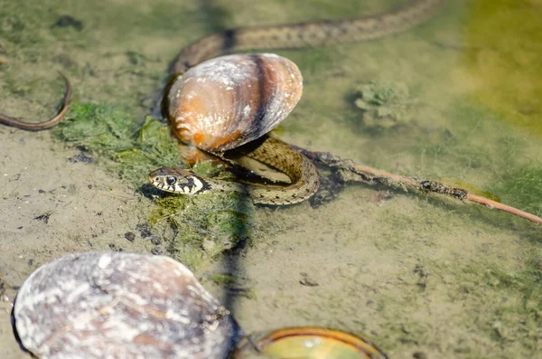 Grass Snake Its Natural Environment Grass Snake Swims Swamp Water — Stock fotografie