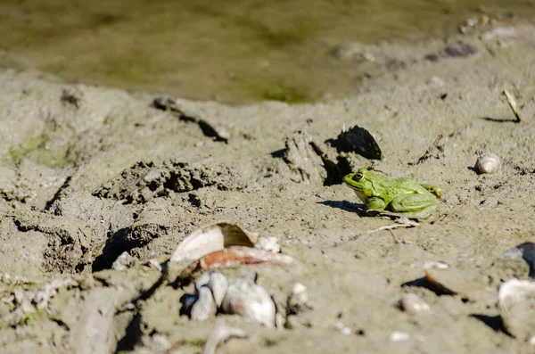 Green frog on the sandy shore of the lake. A green frog on the sandy shore of a lake by the water in its natural environment.