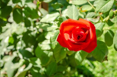Baharda güllerin açtığı kırmızı bahçe gülleri