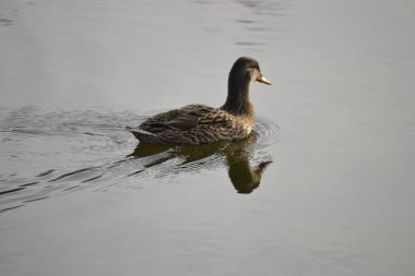 Wild ducks in their natural environment. Wild ducks enjoy the afternoon sun swimming in the lake.
