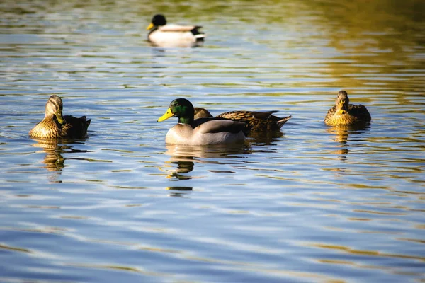 Wild Ducks Natural Environment Wild Ducks Enjoy Afternoon Sun Swimming — Foto de Stock