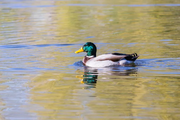 Wild Ducks Natural Environment Wild Ducks Enjoy Afternoon Sun Swimming — Stock Photo, Image