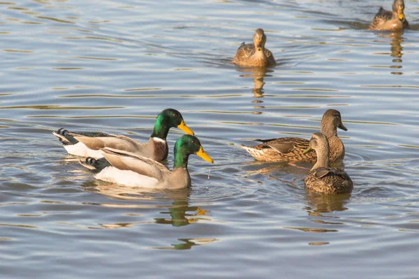 Wild Ducks Natural Environment Wild Ducks Enjoy Afternoon Sun Swimming —  Fotos de Stock