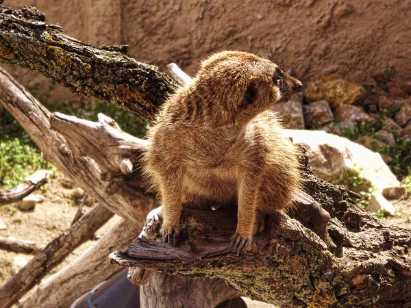 Meerkat Lat Suricata Suricatta Mammal Mongoose Family Meerkat Species Mammals — Stockfoto