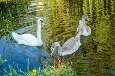 A small flock of young swans swims in a canal in a natural environment.