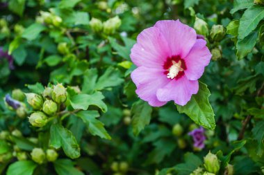 Purple hibiscus flowers from the garden. Close-up of pink and purple hibiscus flowers. Summer flowers that grow in the garden.