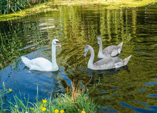 Small Flock Young Swans Swims Canal Natural Environment — Stok fotoğraf