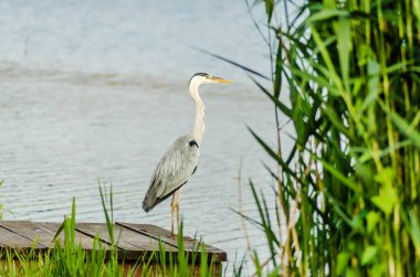 A great blue heron stands by the waterway at dusk awaiting the catch.
