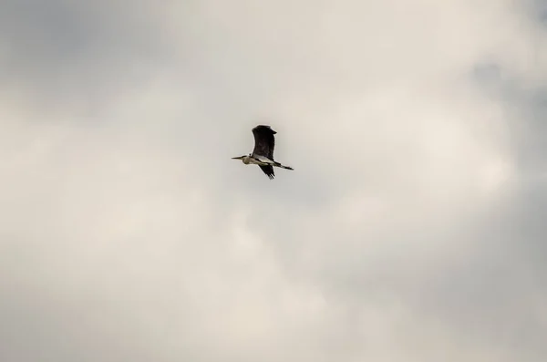 Great Blue Heron Flight Great Blue Heron Full Stretch Taken — 图库照片