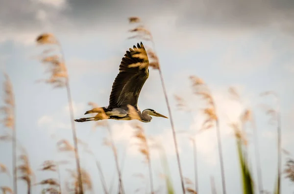 Great Blue Heron Flight Large Beautiful Great Blue Heron Flying — Stok fotoğraf