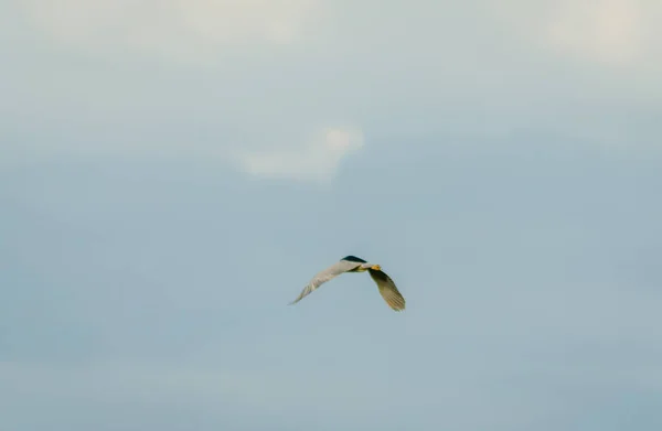 Great Blue Heron Flight Great Blue Heron Full Stretch Taken — 图库照片