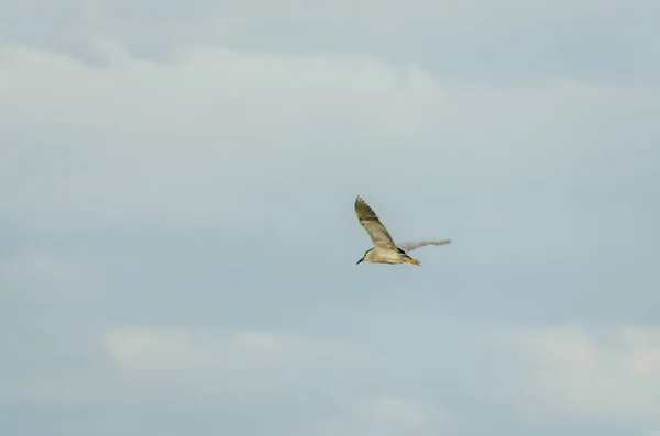 Great Blue Heron Flight Great Blue Heron Full Stretch Taken — Fotografia de Stock