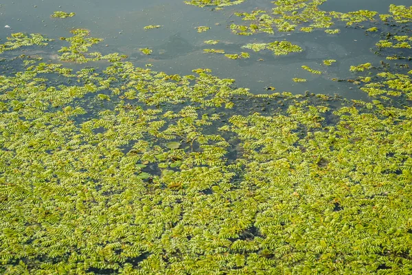 View of marsh plants in canal water.