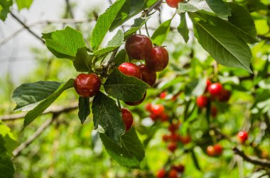 Red organically grown ripe cherry fruit in the tree canopy