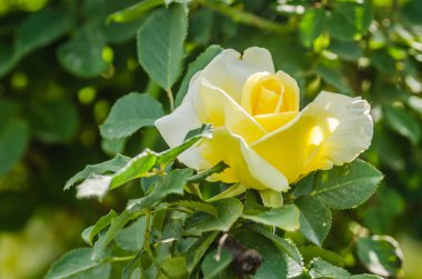 A yellowish-white rose bloomed in its natural environment. A white rose with luminous leaves and an almost black, slightly blurred background.