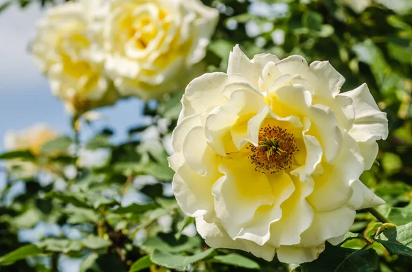 Жовтувато Біла Троянда Розквітла Природному Середовищі Біла Троянда Яскравим Листям — стокове фото