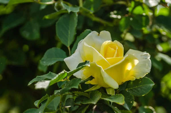 Yellowish White Rose Bloomed Its Natural Environment White Rose Luminous — Zdjęcie stockowe