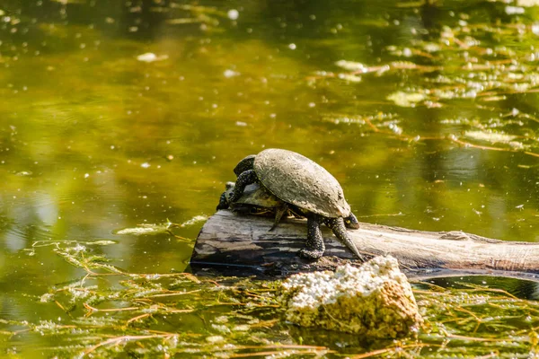 Two pond turtles standing on a tree floating on the water and sunbathing.