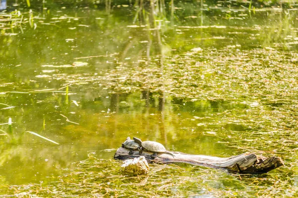 Two pond turtles standing on a tree floating on the water and sunbathing.