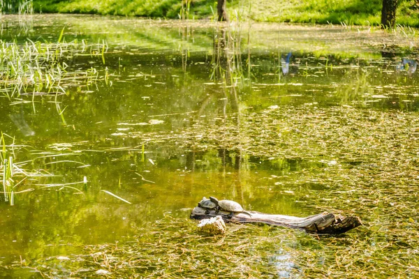 Two pond turtles standing on a tree floating on the water and sunbathing.