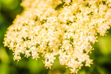 Sunny white flowers of the plant Black call-Sambucus nigra in the spring day in the afternoon sun. Elderflower. elder flower sambucus nigra. an inflorescence of white flowers grows on a blossoming bush of black elder.
