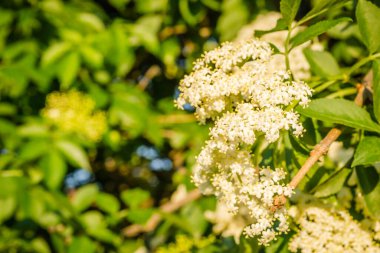 Sunny white flowers of the plant Black call-Sambucus nigra in the spring day in the afternoon sun. Elderflower. elder flower sambucus nigra. an inflorescence of white flowers grows on a blossoming bush of black elder.