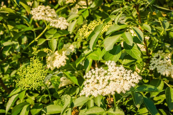 Sunny White Flowers Plant Black Call Sambucus Nigra Spring Day — Stockfoto