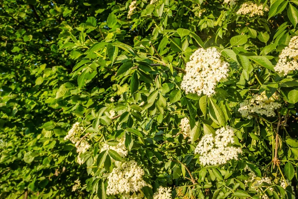 Sunny White Flowers Plant Black Call Sambucus Nigra Spring Day — ストック写真