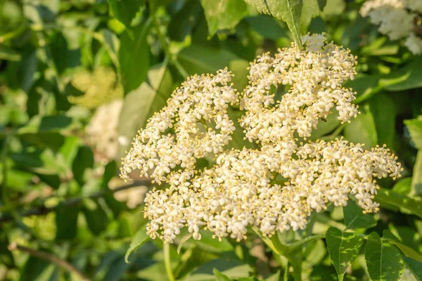 Sunny White Flowers Plant Black Call Sambucus Nigra Spring Day — ストック写真