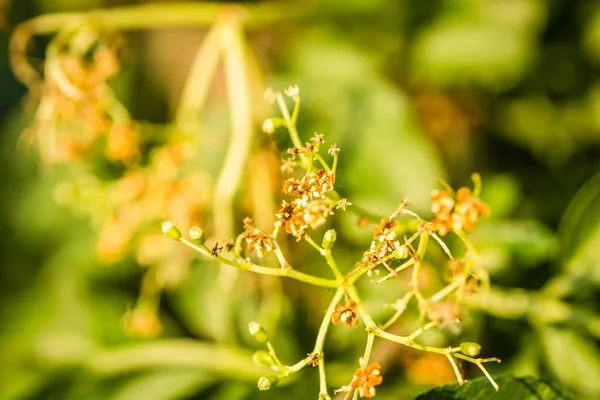 Sunny White Flowers Plant Black Call Sambucus Nigra Spring Day — Stockfoto