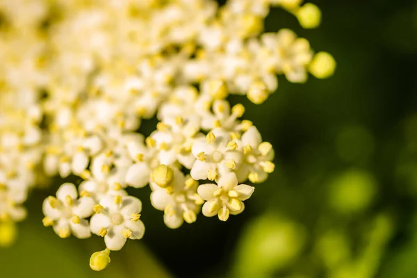 Sunny White Flowers Plant Black Call Sambucus Nigra Spring Day — Stockfoto