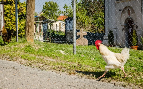 Beautiful young rooster, classic white color on green grass background. A beautiful young rooster, classic white color, running on the grassy green surface of the fenced yard.