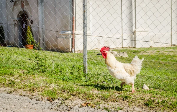 Beautiful young rooster, classic white color on green grass background. A beautiful young rooster, classic white color, running on the grassy green surface of the fenced yard.