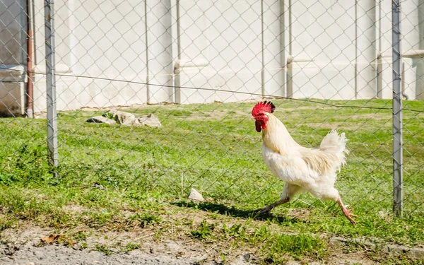 Beautiful young rooster, classic white color on green grass background. A beautiful young rooster, classic white color, running on the grassy green surface of the fenced yard.