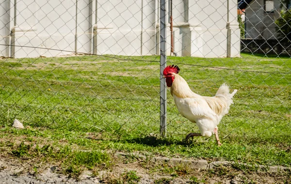 Beautiful young rooster, classic white color on green grass background. A beautiful young rooster, classic white color, running on the grassy green surface of the fenced yard.