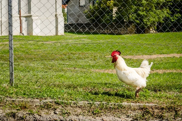 Beautiful young rooster, classic white color on green grass background. A beautiful young rooster, classic white color, running on the grassy green surface of the fenced yard.