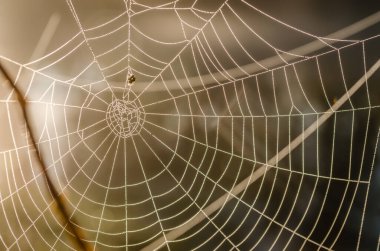 A spider's web, sprinkled with morning dew. The sun's rays are reflected in the drops of the first morning dew. Morning at the lake.