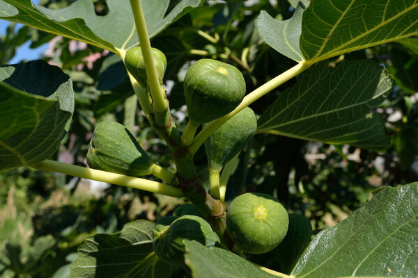 A large green fig fruit on a tree, basked in the afternoon sun.