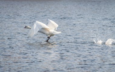 The swan flew out of the water from the cold water of the Danube River Delta.