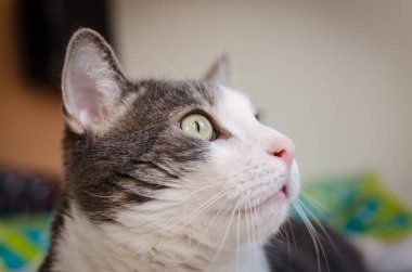 Portrait of a pet gray and white cat. A close-up portrait of a gray and white European domestic cat in its environment.