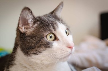 Portrait of a pet gray and white cat. A close-up portrait of a gray and white European domestic cat in its environment.