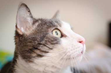 Portrait of a pet gray and white cat. A close-up portrait of a gray and white European domestic cat in its environment.