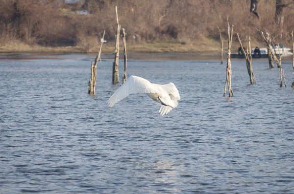 Swan Flew Out Water Cold Water Danube River Delta — Fotografia de Stock