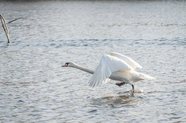 Swan Flew Out Water Cold Water Danube River Delta — Fotografia de Stock