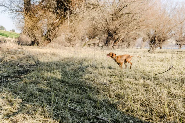 View Hungarian Vizsla Dog Hungarian Vizsla Dog Running Yellow Frozen — Stock Fotó