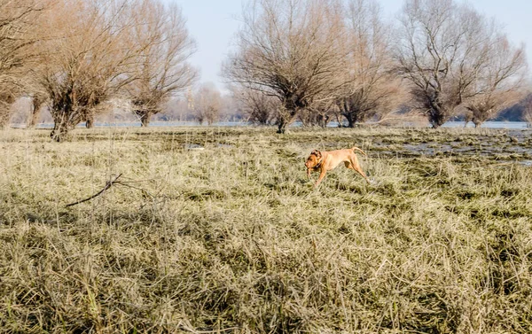 A view of a Hungarian Vizsla dog. Hungarian Vizsla dog running on the yellow frozen dry ground with a swamp in the background.
